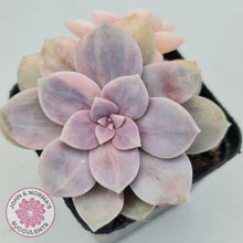 Load image into Gallery viewer, Graptopetalum pentandrum 'Superbum' variegata - John & Norma's Succulents