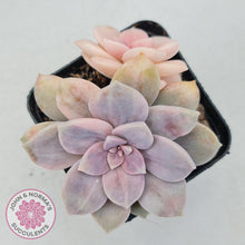 Load image into Gallery viewer, Graptopetalum pentandrum 'Superbum' variegata - John & Norma's Succulents