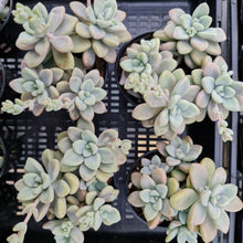 Load image into Gallery viewer, Graptopetalum Ellen - John & Norma's Succulents