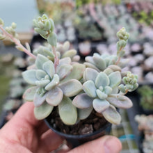 Load image into Gallery viewer, Graptopetalum Ellen - John & Norma's Succulents