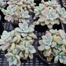 Load image into Gallery viewer, Graptopetalum Ellen - John & Norma's Succulents