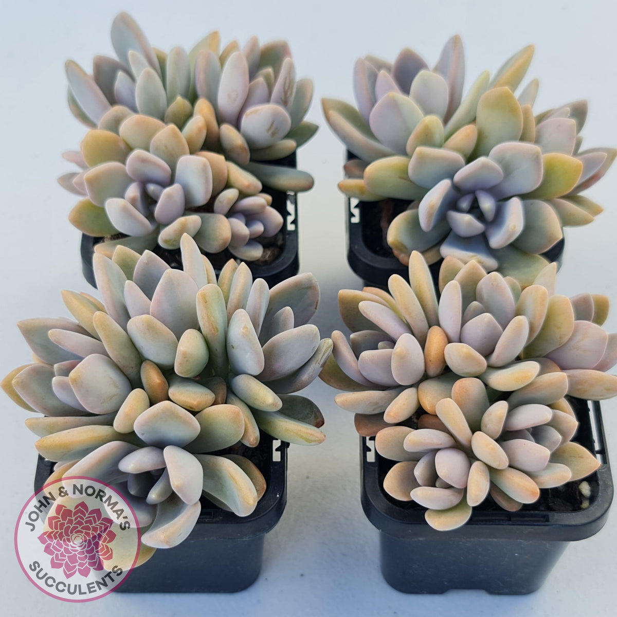 Graptophytum 'Supreme'