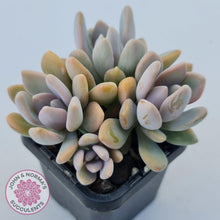 Load image into Gallery viewer, Graptophytum 'Supreme' - John & Norma's Succulents Australia