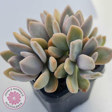 Load image into Gallery viewer, Graptophytum 'Supreme' - John & Norma's Succulents Australia