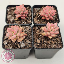 Load image into Gallery viewer, Graptosedum Bronze Extreme Variegata - John & Norma's Succulents Australia