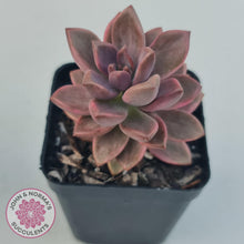 Load image into Gallery viewer, Graptosedum Bronze Variegata - John & Norma's Succulents