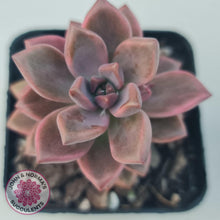 Load image into Gallery viewer, Graptosedum Bronze Variegata - John & Norma's Succulents