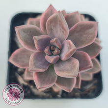 Load image into Gallery viewer, Graptosedum Bronze Variegata - John & Norma's Succulents