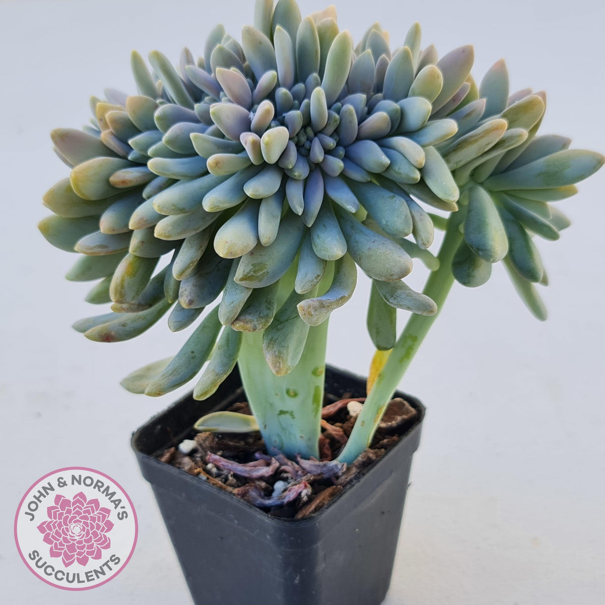 Graptosedum Francesco Baldi Crest (Lg)