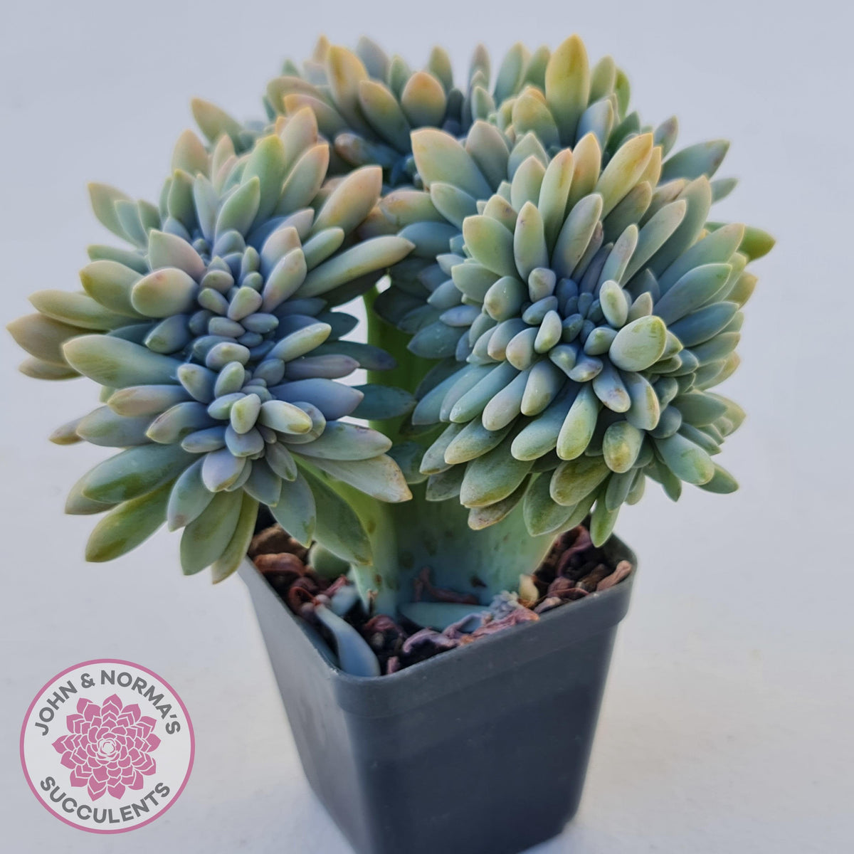 Graptosedum Francesco Baldi Crest (Lg)