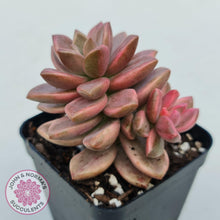 Load image into Gallery viewer, Graptosedum Bronze Variegata - John & Norma's Succulents