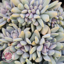 Load image into Gallery viewer, Graptosedum Francesco Baldi Crest