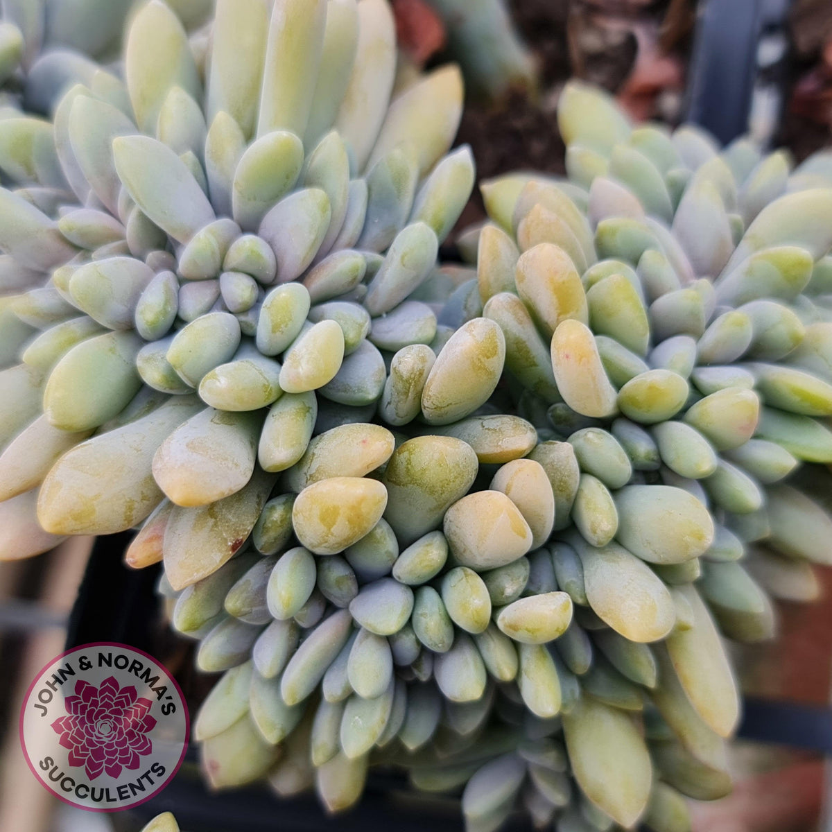 Graptosedum Francesco Baldi Crest (Lg)