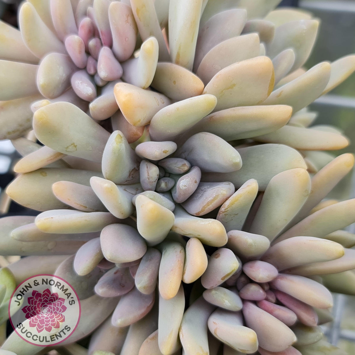 Graptosedum Francesco Baldi Crest (Lg)