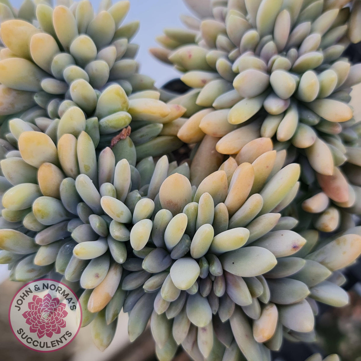 Graptosedum Francesco Baldi Crest (Lg)