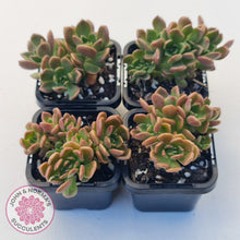 Load image into Gallery viewer, Graptosedum 'Nova'