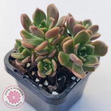 Load image into Gallery viewer, Graptosedum 'Nova'