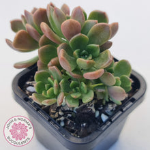 Load image into Gallery viewer, Graptosedum 'Nova'
