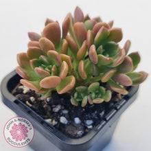 Load image into Gallery viewer, Graptosedum 'Nova'