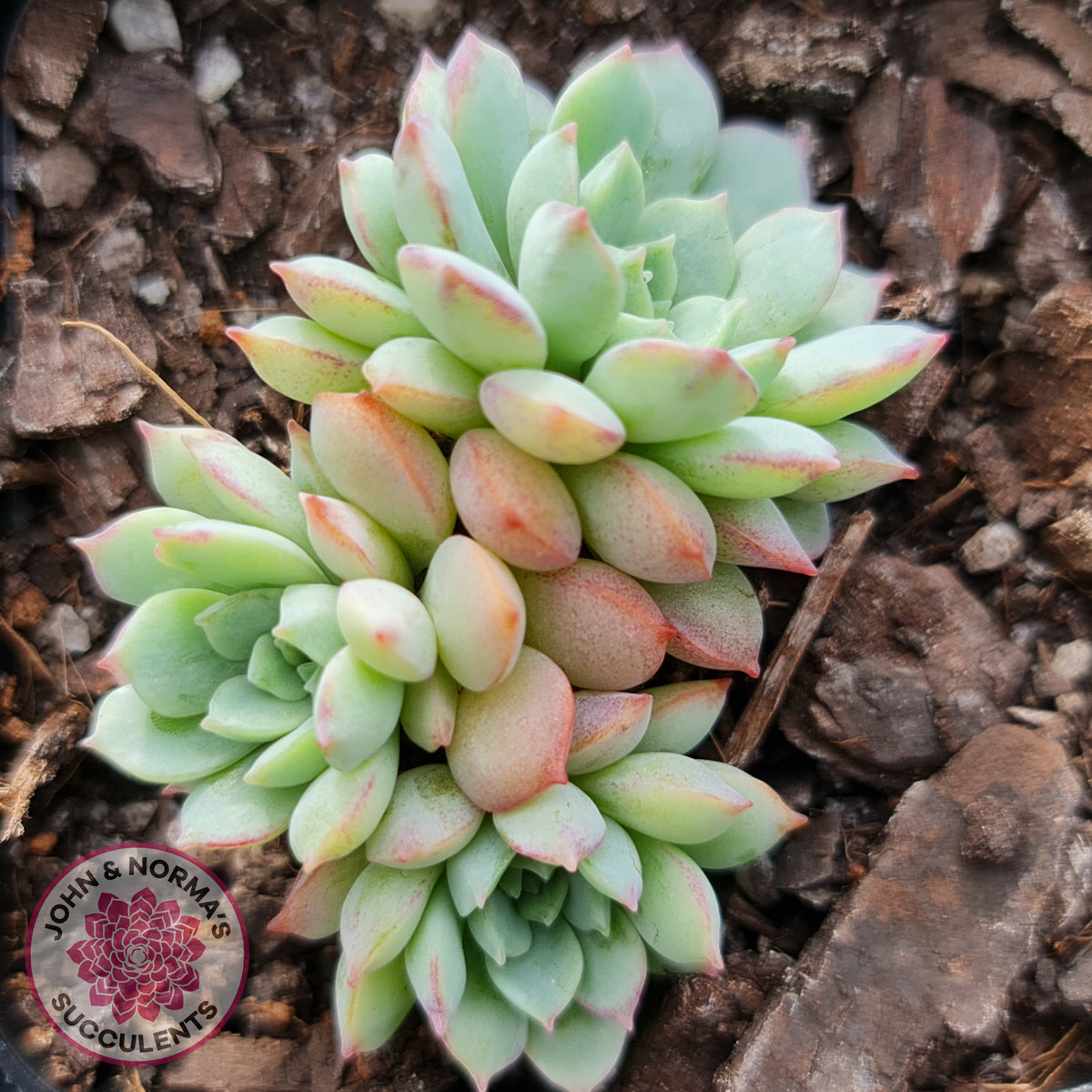 Graptoveria Accolade