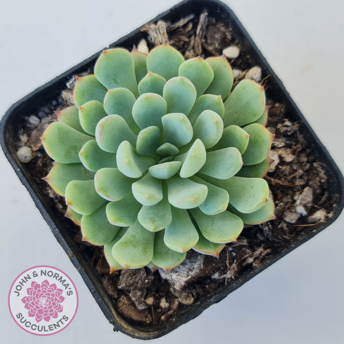 Graptoveria Accolade