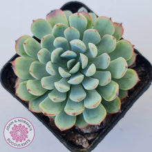 Load image into Gallery viewer, Graptoveria Accolade