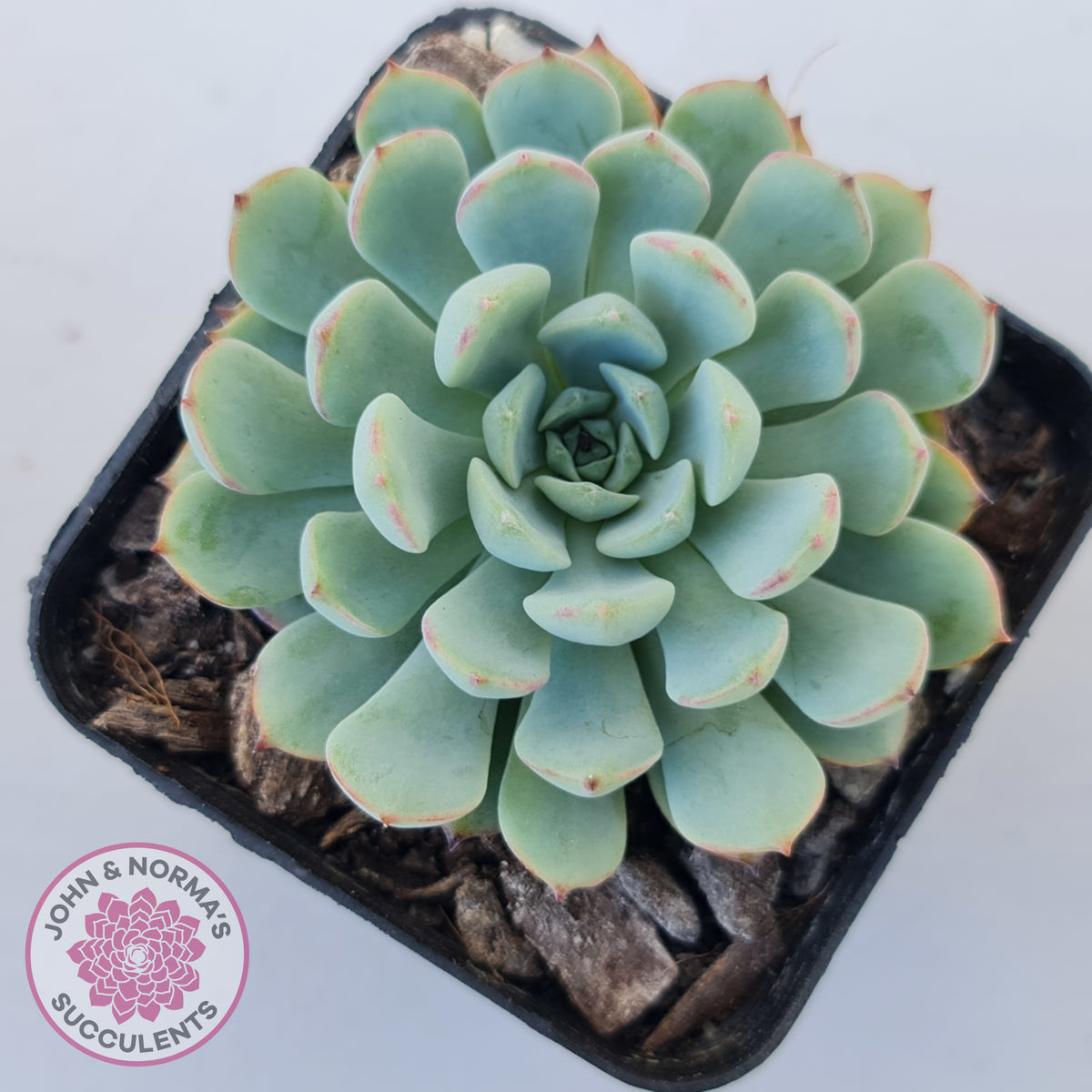 Graptoveria Accolade