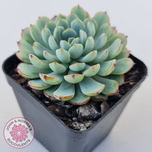 Load image into Gallery viewer, Graptoveria Accolade