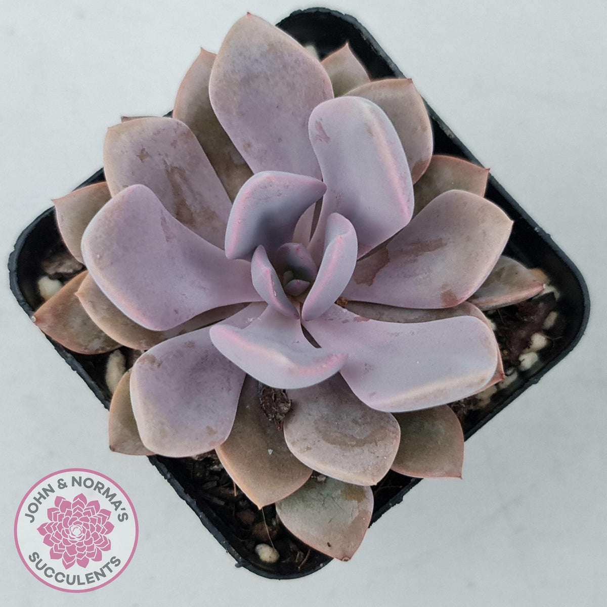 Graptoveria 'Debbie'