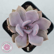 Load image into Gallery viewer, Graptoveria Debbie - John & Norma's Succulents