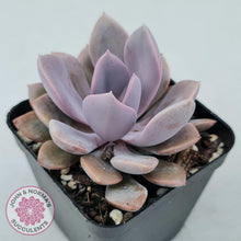 Load image into Gallery viewer, Graptoveria Debbie - John & Norma's Succulents
