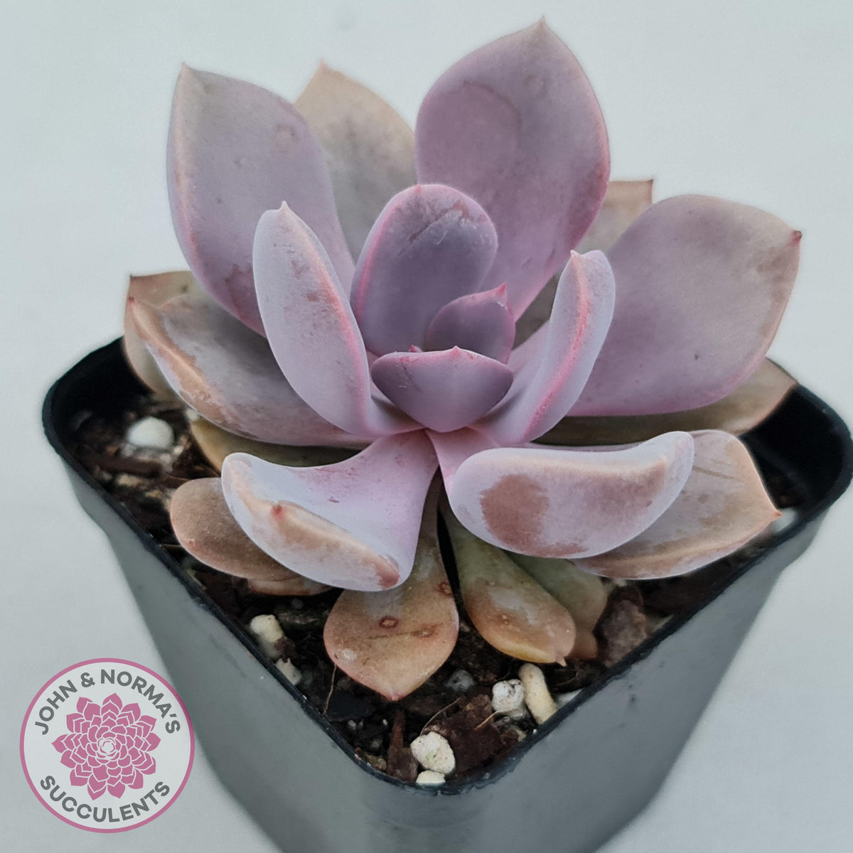 Graptoveria 'Debbie'
