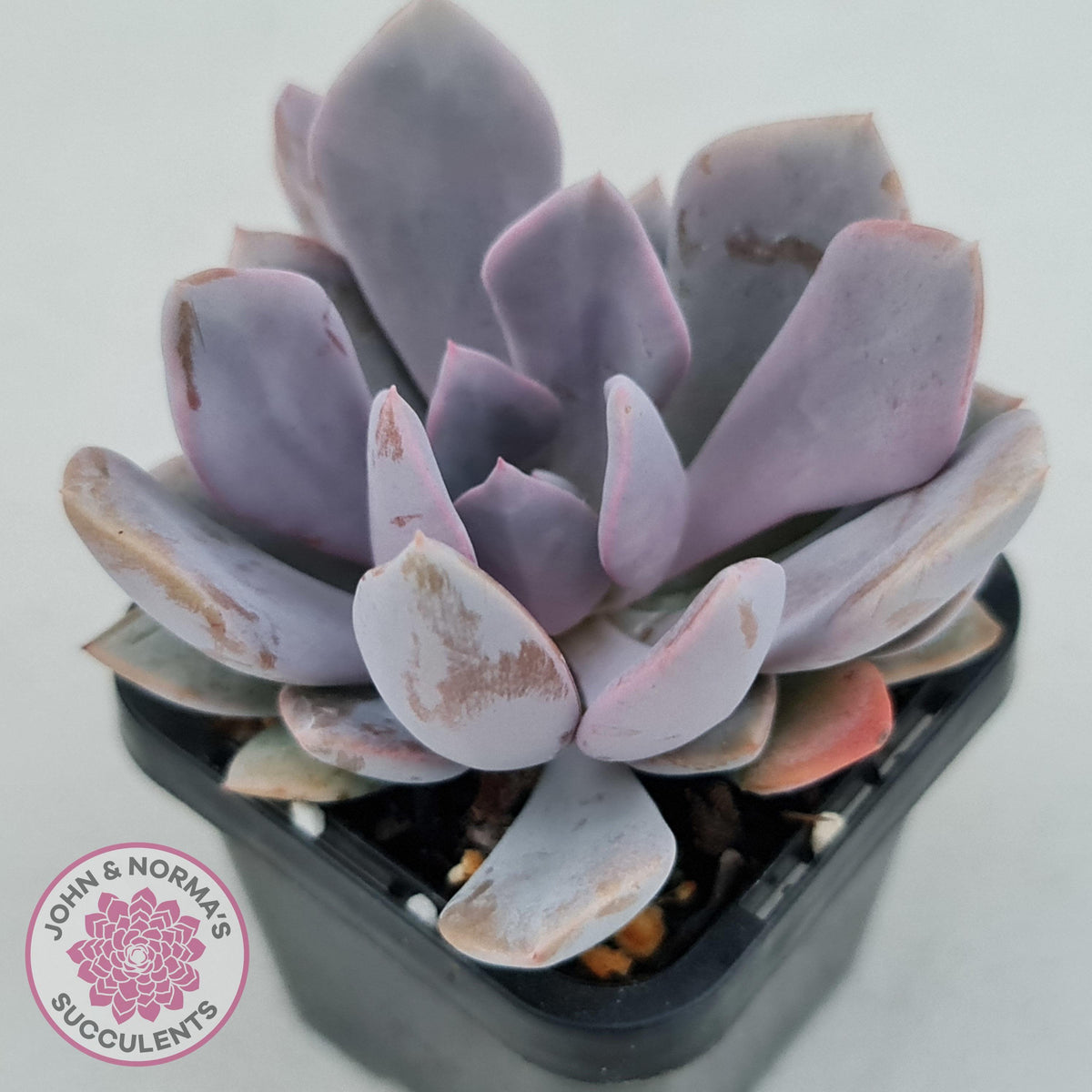 Graptoveria 'Debbie'