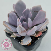 Load image into Gallery viewer, Graptoveria Debbie - John & Norma's Succulents