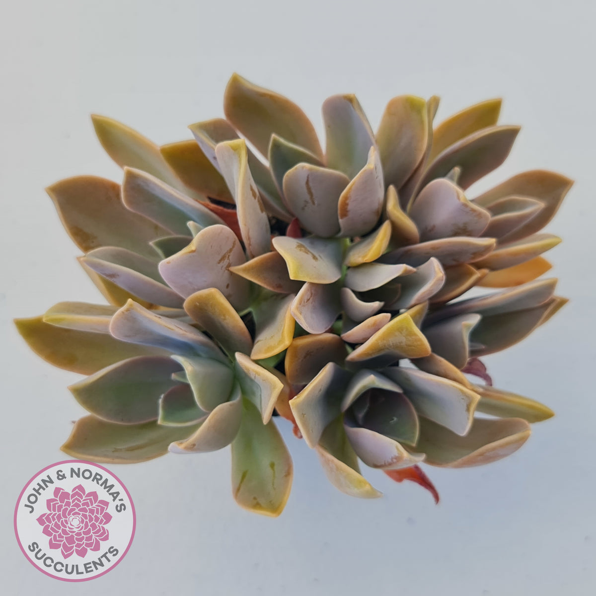 Graptoveria Fred Ives