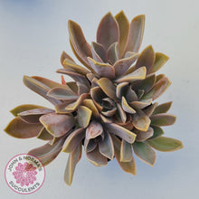 Load image into Gallery viewer, Graptoveria Fred Ives