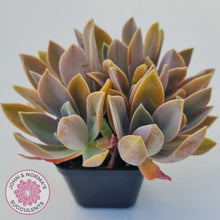 Load image into Gallery viewer, Graptoveria Fred Ives