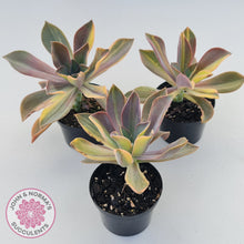 Load image into Gallery viewer, Graptoveria 'Fred Ives Variegata' (Yellow/Gold Variegation)