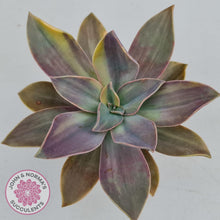 Load image into Gallery viewer, Graptoveria Fred Ives variegata (Yellow/Gold variegation) - John & Norma's Succulents