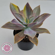 Load image into Gallery viewer, Graptoveria Fred Ives variegata (Yellow/Gold variegation) - John & Norma's Succulents