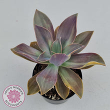 Load image into Gallery viewer, Graptoveria Fred Ives variegata (Yellow/Gold variegation) - John & Norma's Succulents