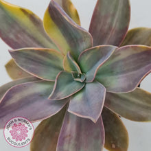Load image into Gallery viewer, Graptoveria Fred Ives variegata (Yellow/Gold variegation) - John & Norma's Succulents