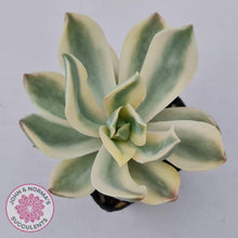 Load image into Gallery viewer, Graptoveria Fred Ives Variegata - John & Norma's Succulents