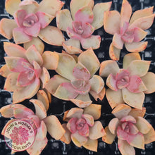 Load image into Gallery viewer, Graptoveria 'Huth's Pink' Cuttings x 1 - John & Norma's Succulents Australia