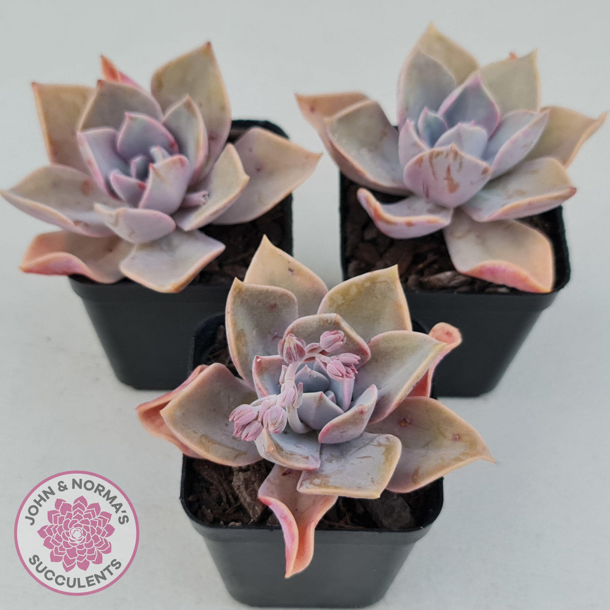 Graptoveria 'Huth's Pink'