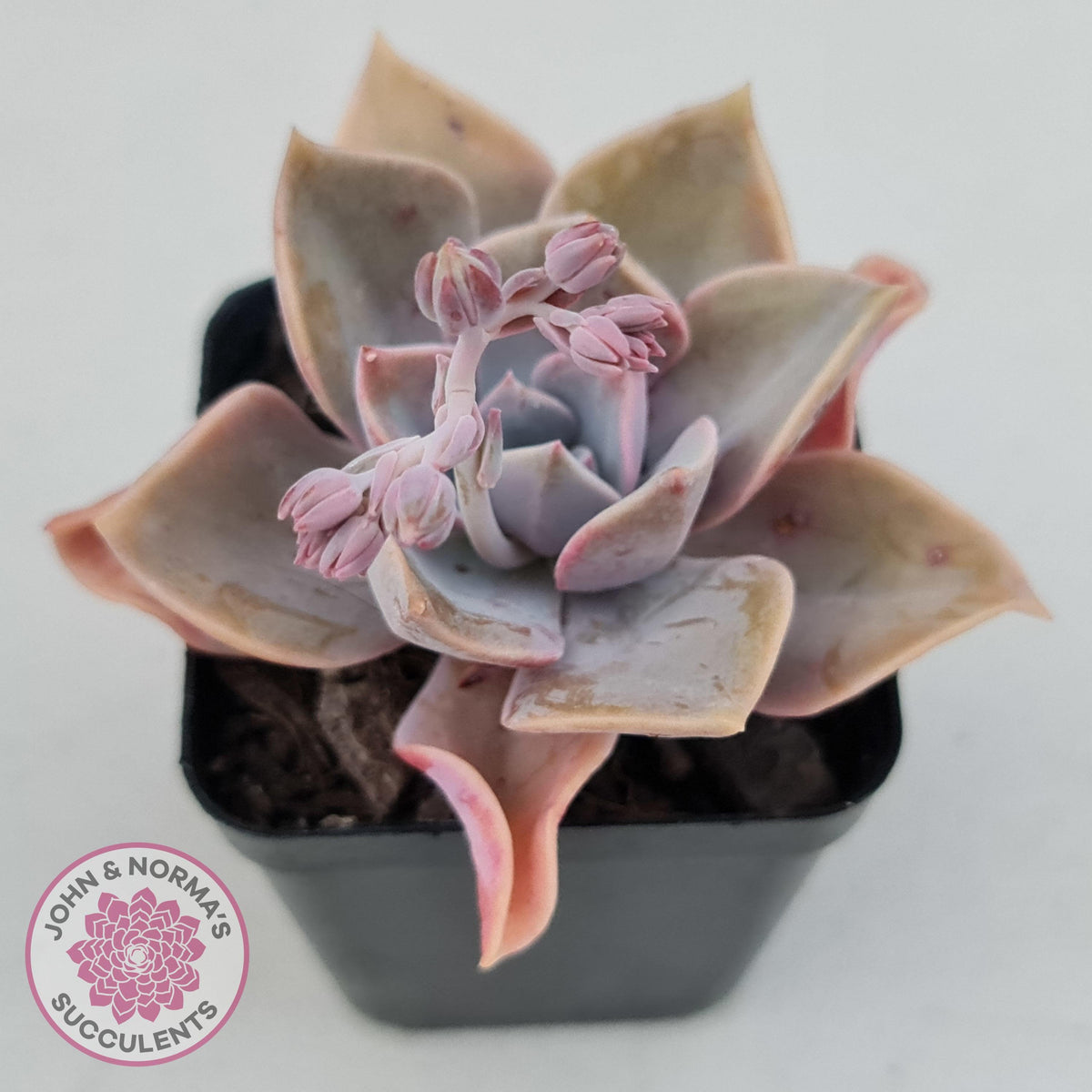 Graptoveria 'Huth's Pink'