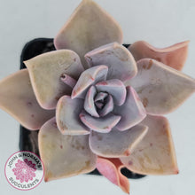 Load image into Gallery viewer, Graptoveria Huth's Pink - John & Norma's Succulents