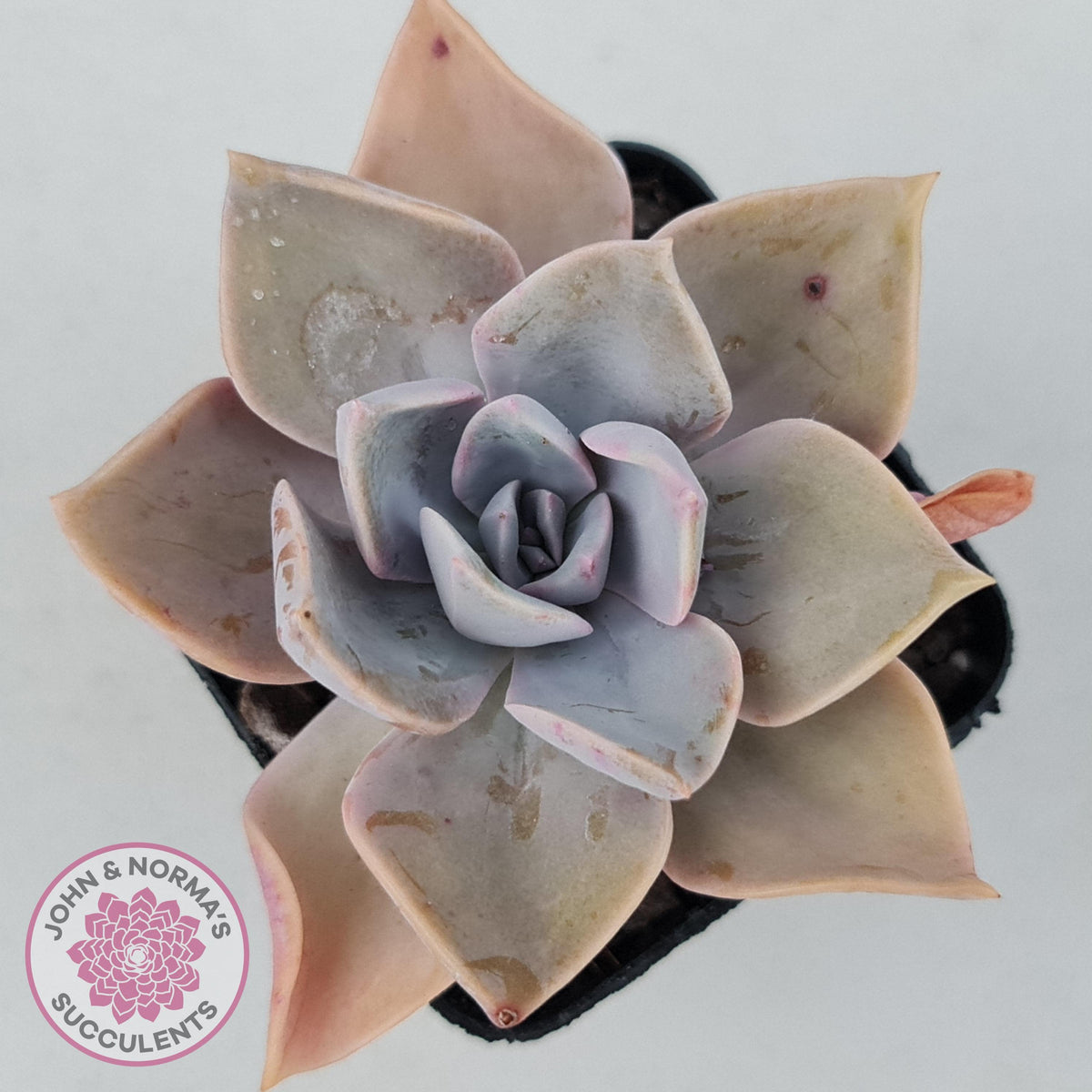 Graptoveria 'Huth's Pink'