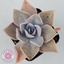 Load image into Gallery viewer, Graptoveria Huth's Pink - John & Norma's Succulents