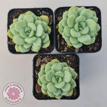 Load image into Gallery viewer, Graptoveria 'Jade Ruyi' - John & Norma's Succulents Australia